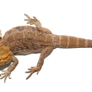 Adult Citrus Blue Bar Bearded Dragon For Sale