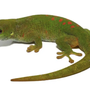 Adult Crimson Giant Day Gecko For Sale