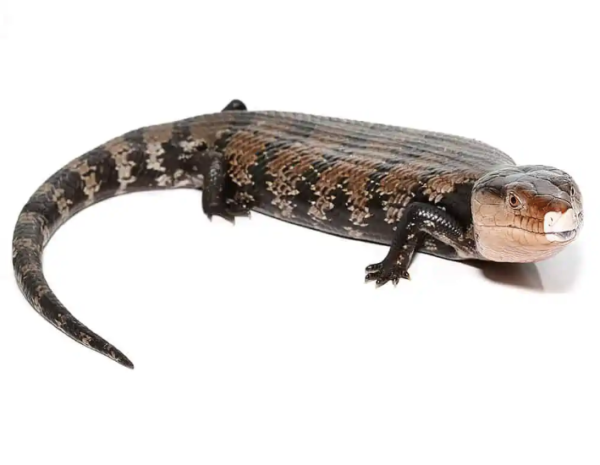 Adult Halmahera Blue Tongue Skink