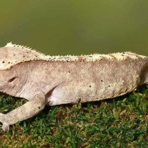 Adult Male Dalmatian Harlequin Crested Gecko For Sale