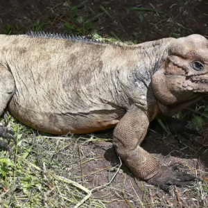 Adult Rhino Iguana For Sale