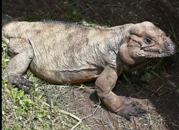 Adult Rhino Iguana For Sale