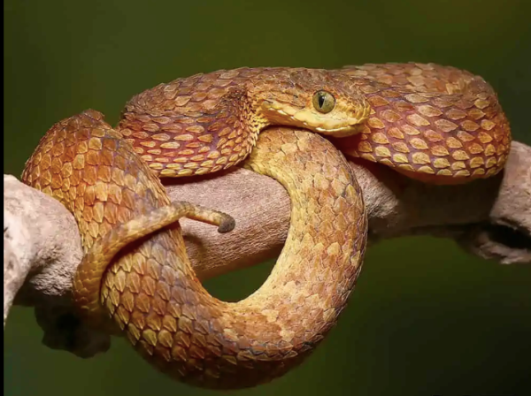 Red Flame Squamigera Bush Viper For Sale