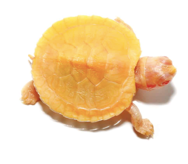 Albino Red Ear Slider Turtle For Sale