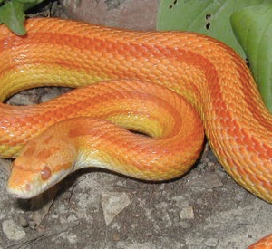 albino striped corn snake for sale