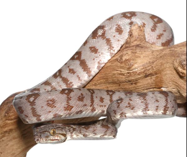 Amazon Tree Boa For Sale