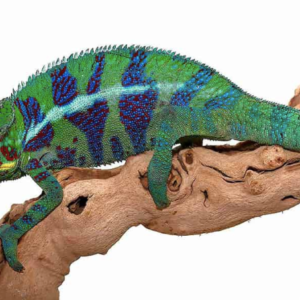 Ambilobe Panther Chameleon For Sale