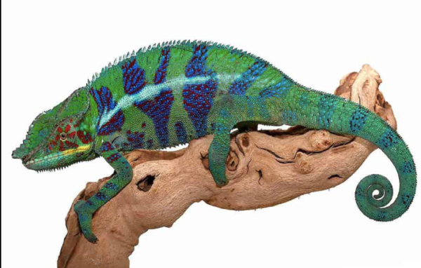 Ambilobe Panther Chameleon For Sale