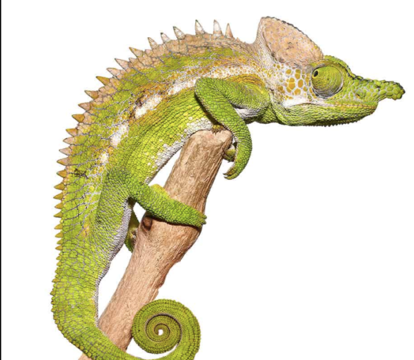 Antimena Chameleon For Sale