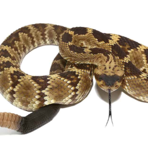 Arizona Blacktail Rattlesnake For Sale