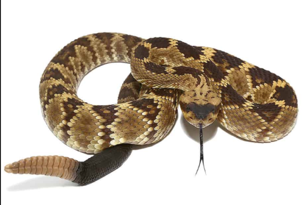 Arizona Blacktail Rattlesnake For Sale