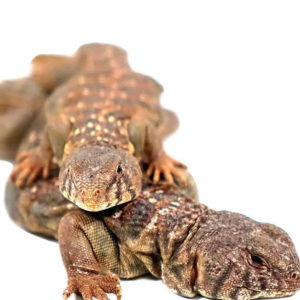 Baby Ocellated Uromastyx For Sale