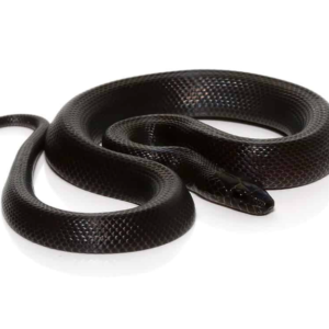 African Black House Snake For Sale