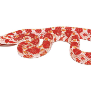 Albino Corn snake For sale