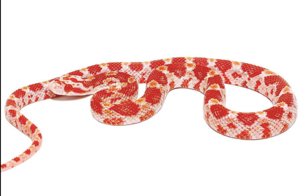 Albino Corn snake For sale