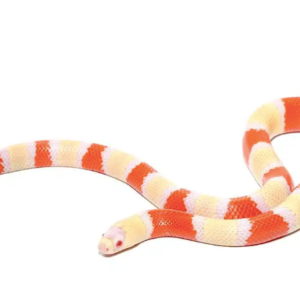 Albino Honduran Milk Snake For Sale