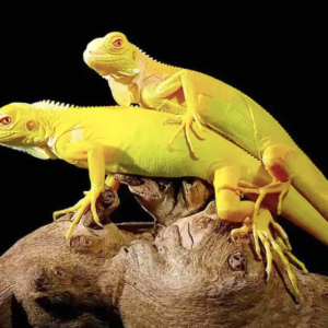 Baby Albino Iguana For Sale