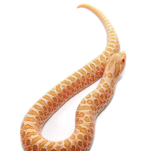 Albino Western Hognose Snake For Sale