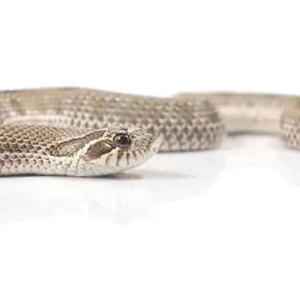 Anaconda Western Hognose Snake For Sale