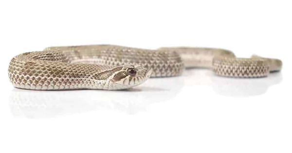 Anaconda Western Hognose Snake For Sale