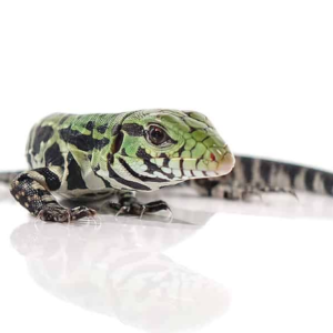 Argentine Black and White Tegu For Sale