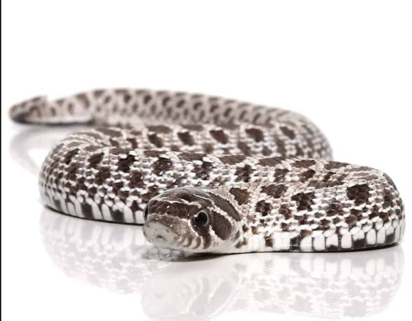 Axanthic Western Hognose Snake For Sale