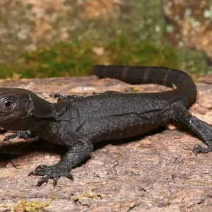 Baby Black Dragon Monitor for Sale