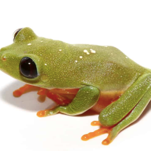 Baby Black Eyed Tree Frog For Sale