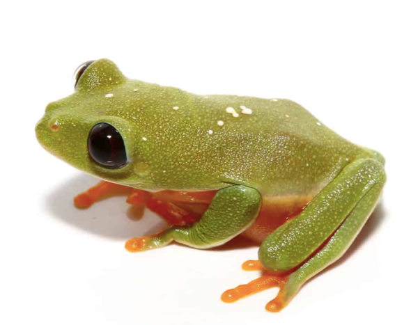 Baby Black Eyed Tree Frog For Sale