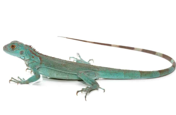 Baby Blue Axanthic Iguana For Sale