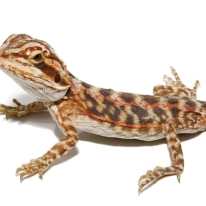 Baby Blue Bar Leatherback Bearded Dragon For Sale