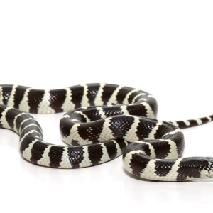 California King Snake For Sale