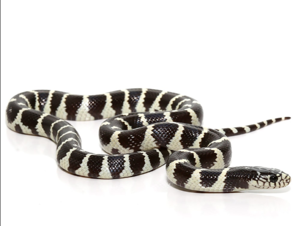 California King Snake For Sale