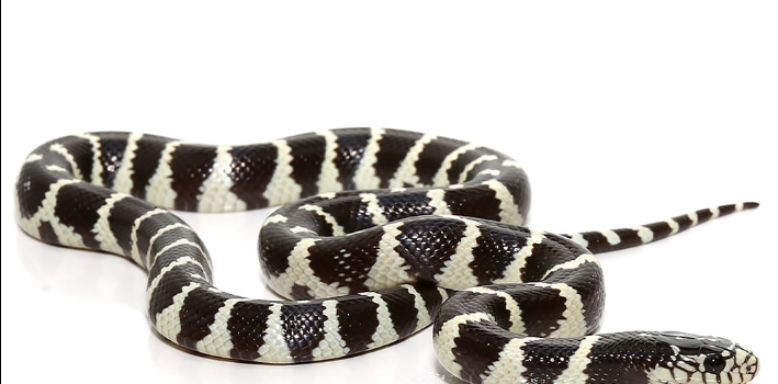 California King Snake For Sale