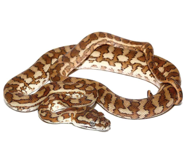 Caramel Carpet Python For Sale