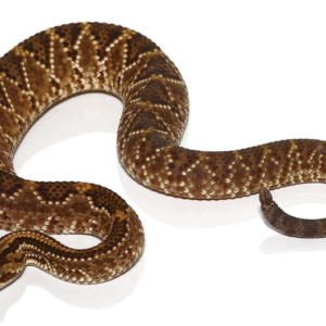 Cascabel Rattlesnake For Sale