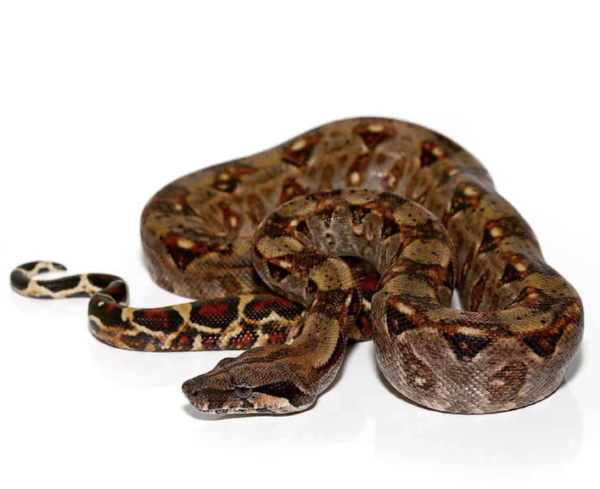 Baby Central American Boa