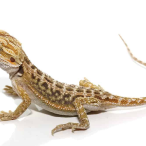 Baby Citrus Dunner Bearded Dragon For Sale