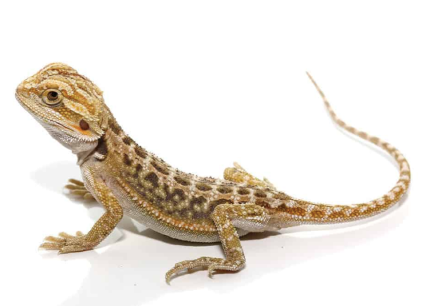 Baby Citrus Dunner Bearded Dragon For Sale