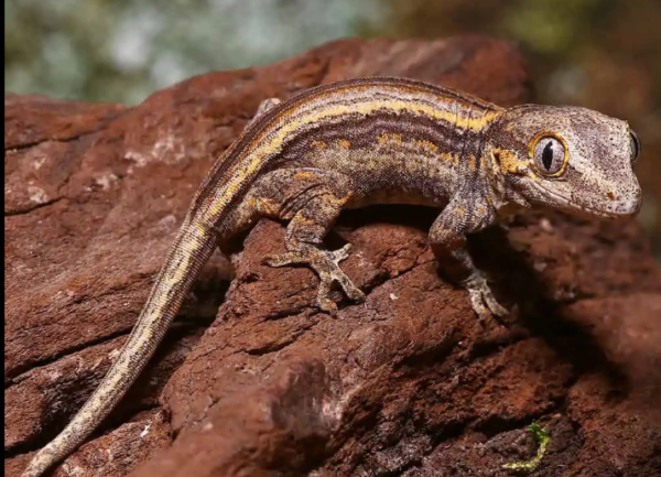 Baby Colored Striped Gargoyle Gecko For Sale