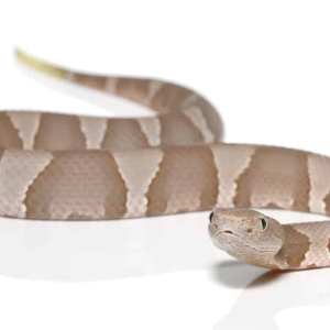 Baby Copperhead Snake For Sale