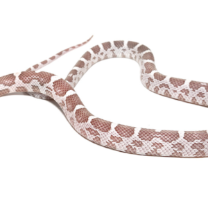 Coral Ghost Corn Snake For Sale