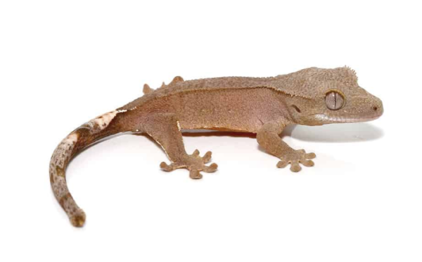 Baby Crimson Crested Gecko For Sale