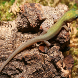 Baby Gold Dust Day Gecko For Sale