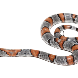 Gray Banded Kingsnake For Sale