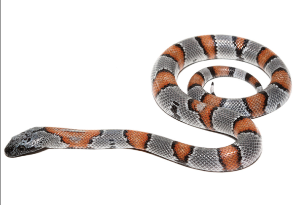 Gray Banded Kingsnake For Sale