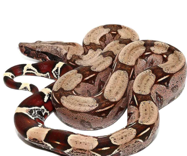 Baby Guyana Red Tail Boa For Sale