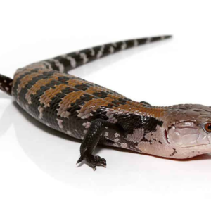 Halmahera Blue Tongue Skink