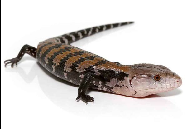 Halmahera Blue Tongue Skink