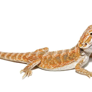 Hypo Bearded Dragon For Sale